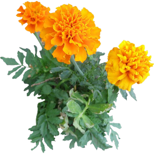 Marigold Png Image (black)