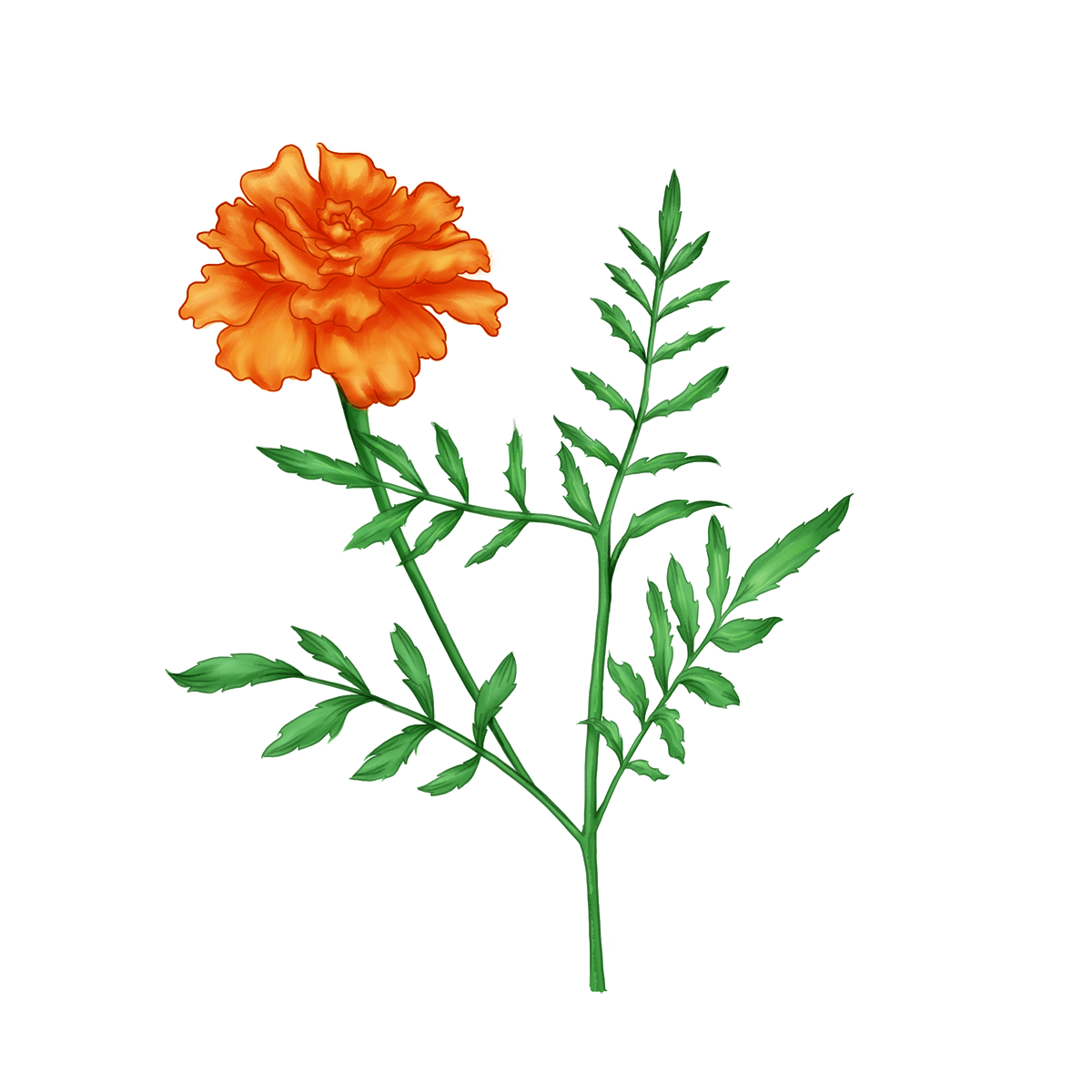 Marigold Png Image (gray, white, black, lavender, silver)