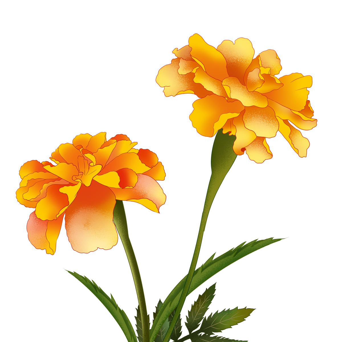 Marigold Png Images (gold, black)