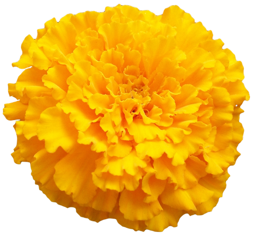 Marigold Png Photo (black, orange, gold)