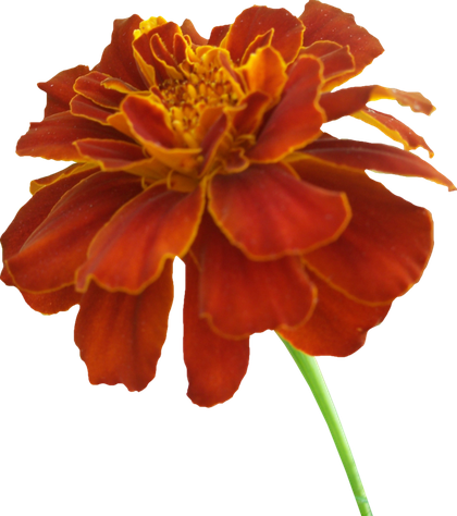 Marigold Png Photos (maroon, black)