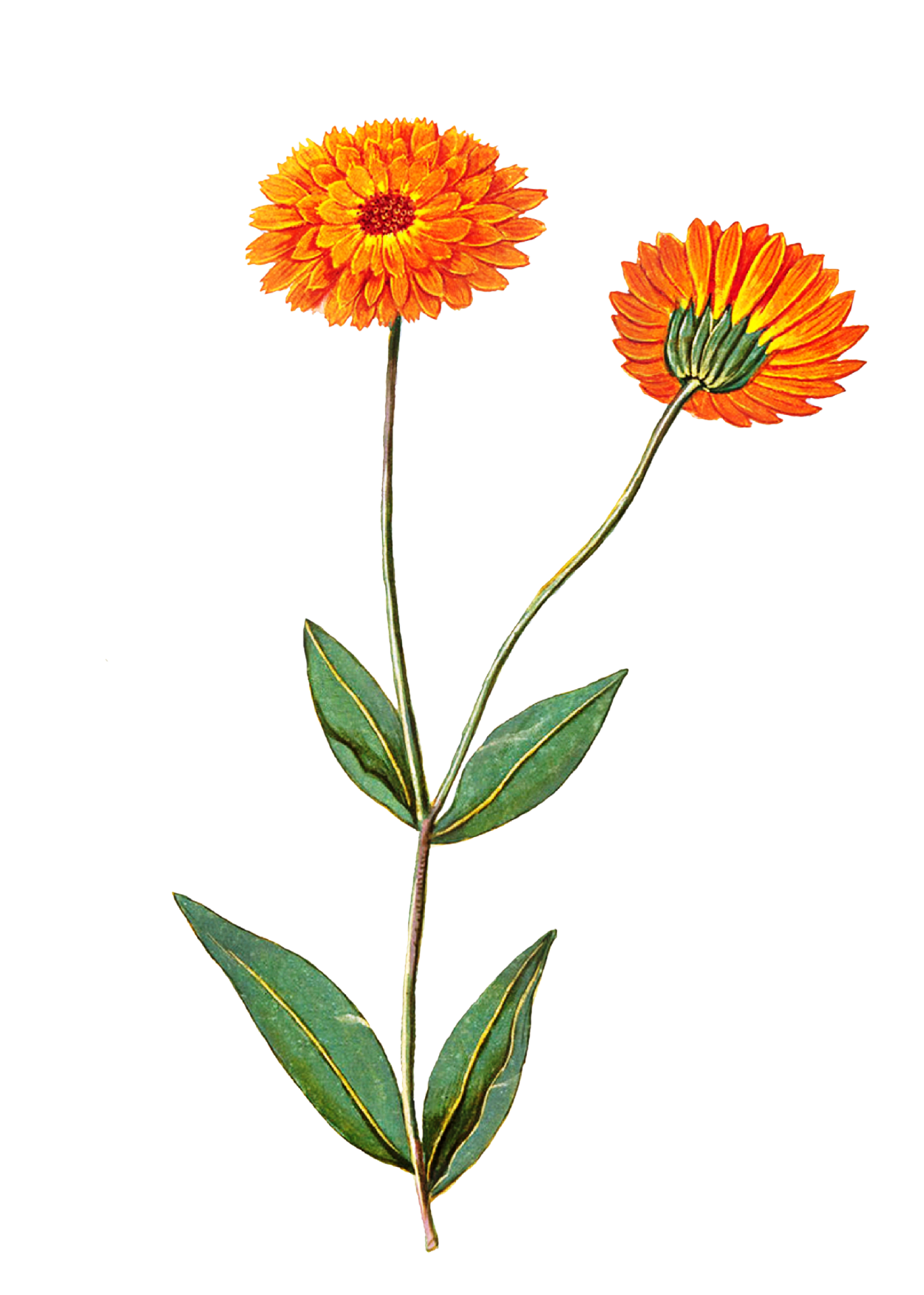 Marigold Png Photos (white)