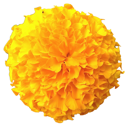 Marigold Png Pic (black, orange)