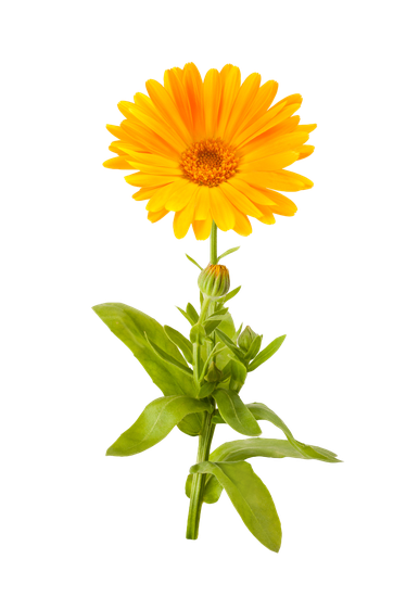 Marigold Png Picture (black, orange, gold)