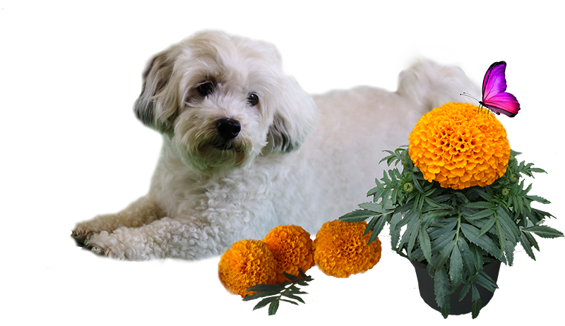 Marigold Png (white, silver)