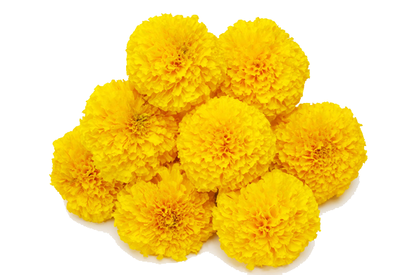 Marigold Transparent Background (white, orange, gold)