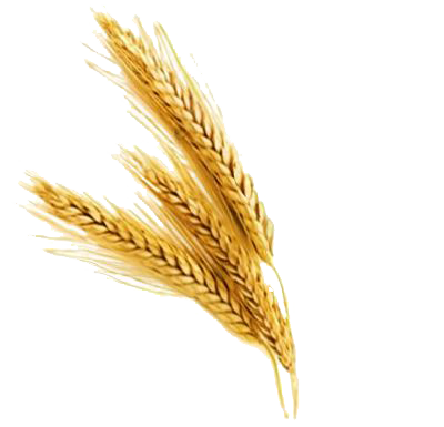 Barley Png File (white)