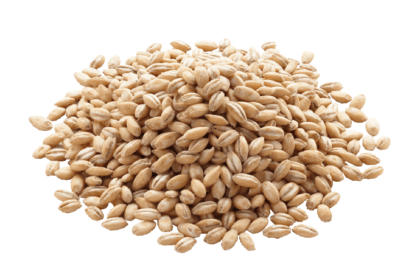 Barley Png Image (gray)