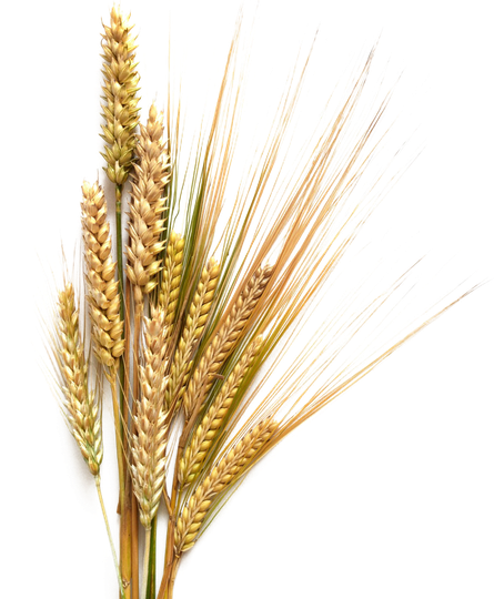 Barley Transparent Background (black)