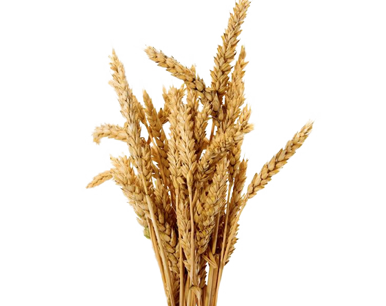 Barley Transparent Png (white)