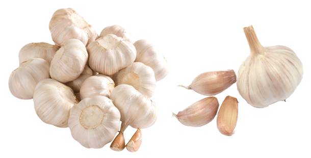 Garlic Transparent Background (beige, gray, white)