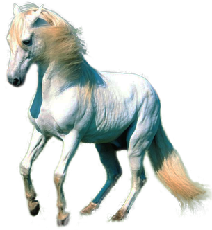 Farm Arabian Horse Png Image (black, white)