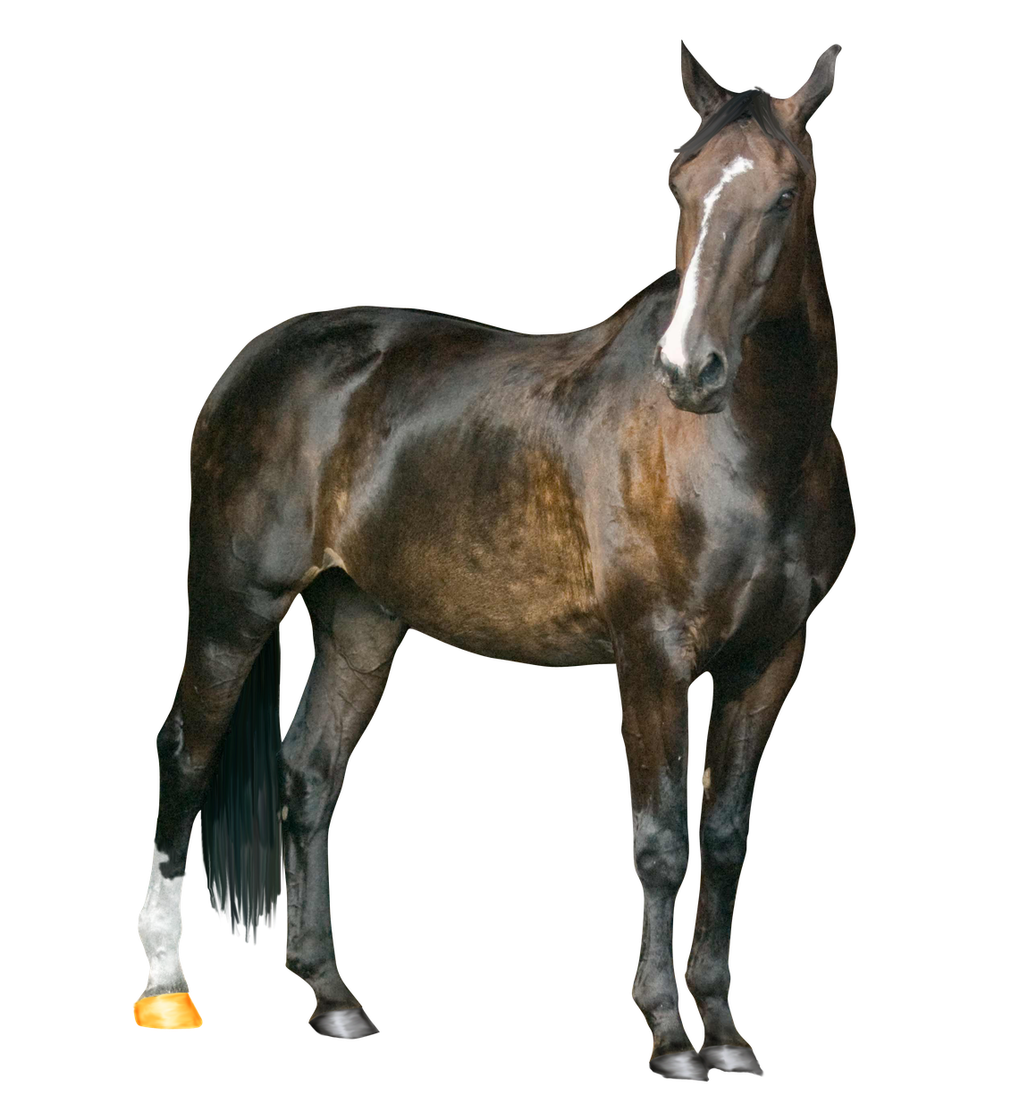 Farm Arabian Horse Png Photos (black)