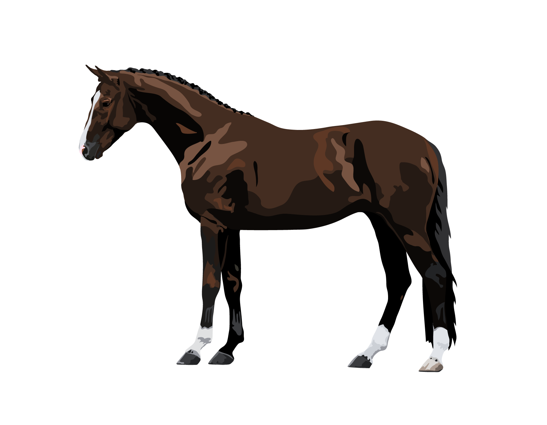 Farm Morgan Horse Png Clipart (maroon, black)