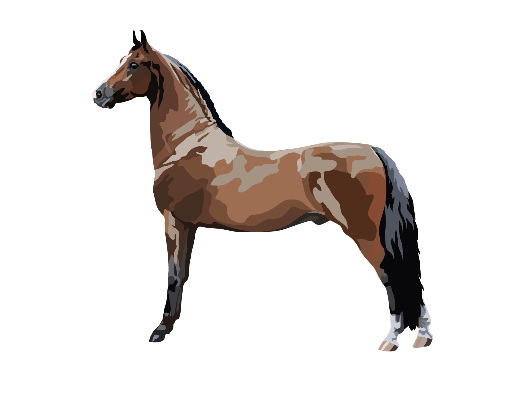 Farm Morgan Horse Png File (gray, maroon, black)