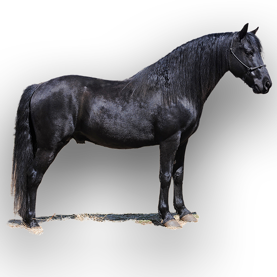 Farm Morgan Horse Png Photos (black)