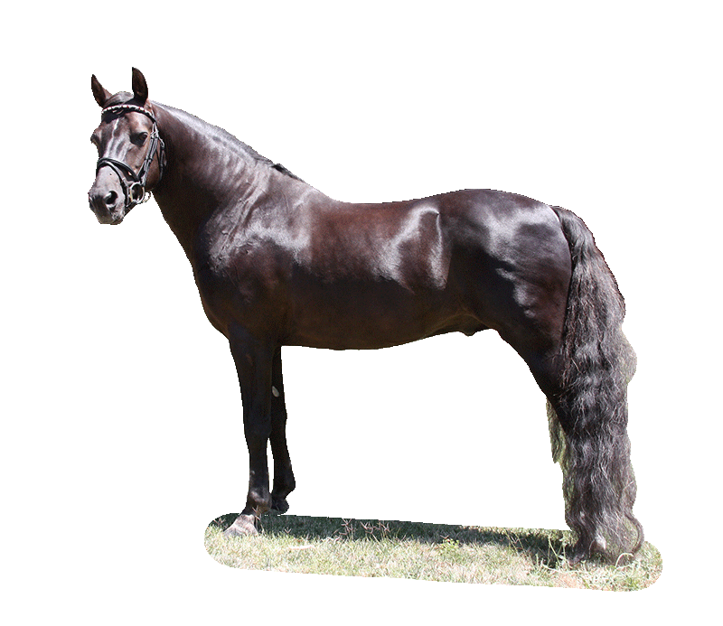 Farm Morgan Horse Png Transparent Image (black)