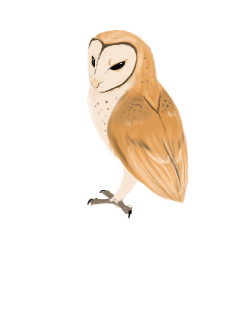 Barn Owl Download Png Image (beige, black, salmon)