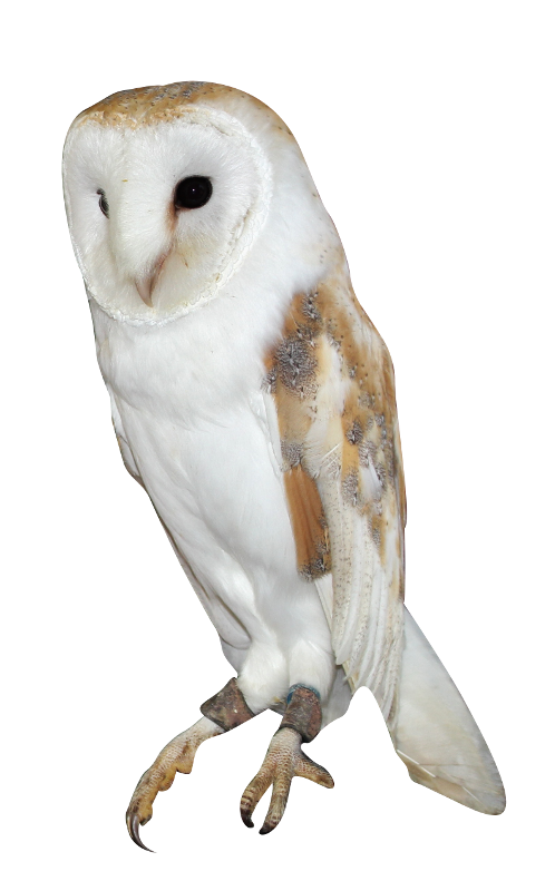 Barn Owl Png Background Image (lavender, beige, black, silver)