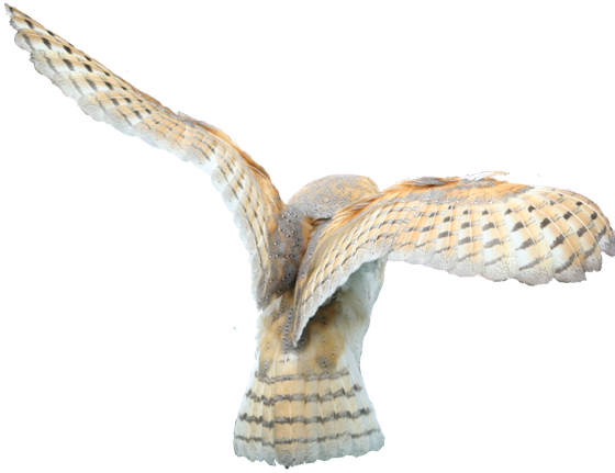 Barn Owl Png Clipart (gray, black)