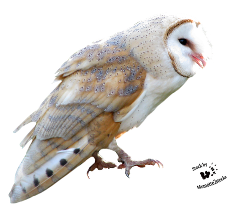 Barn Owl Png Free Download (white, indigo, black)