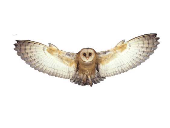 Barn Owl Png Photo (beige, black)