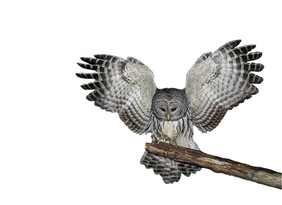 Barn Owl Png Photos (black)