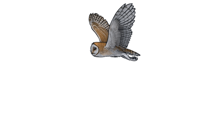 Barn Owl Png Pic (white, silver, black)