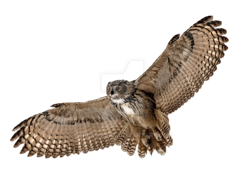 Barn Owl Png Picture (white, gray, black, silver)