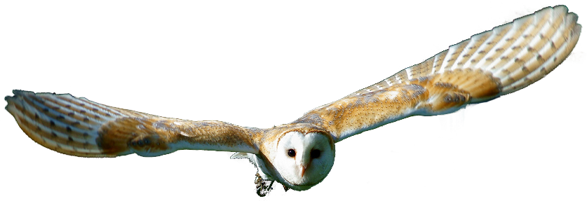 Barn Owl Png Transparent Hd Photo (white, gray, black)