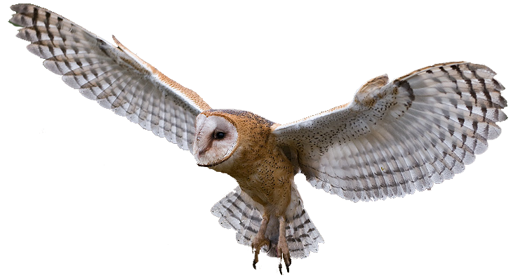 Barn Owl Png Transparent Image (white, silver)