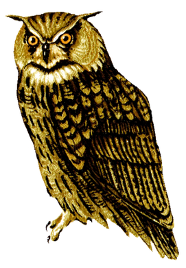 Barn Owl Png Transparent Picture (black)