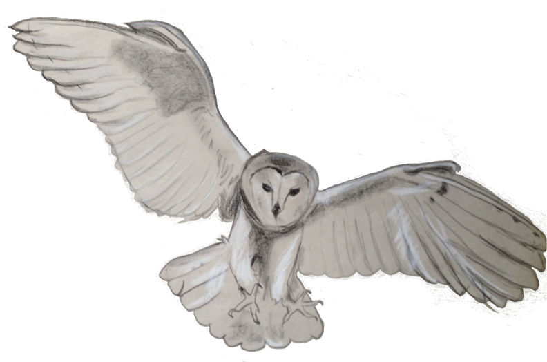 Barn Owl Png Transparent (silver, black)