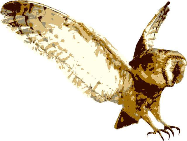 Barn Owl Transparent Background (white, beige, black)