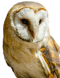 Barn Owl Transparent Png (gray, olive, beige, black)