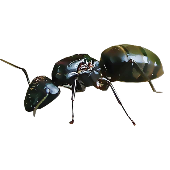 Carpenter Ant Download Png Image (black)