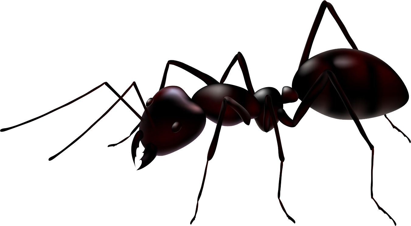 Carpenter Ant Png File (black)