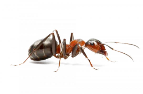 Carpenter Ant Png Free Download (black)