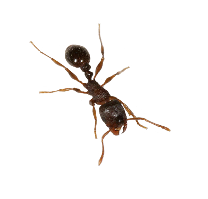 Carpenter Ant Png Hd Isolated (white, lavender)