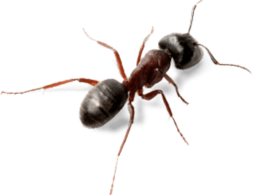 Carpenter Ant Png Hd (black)