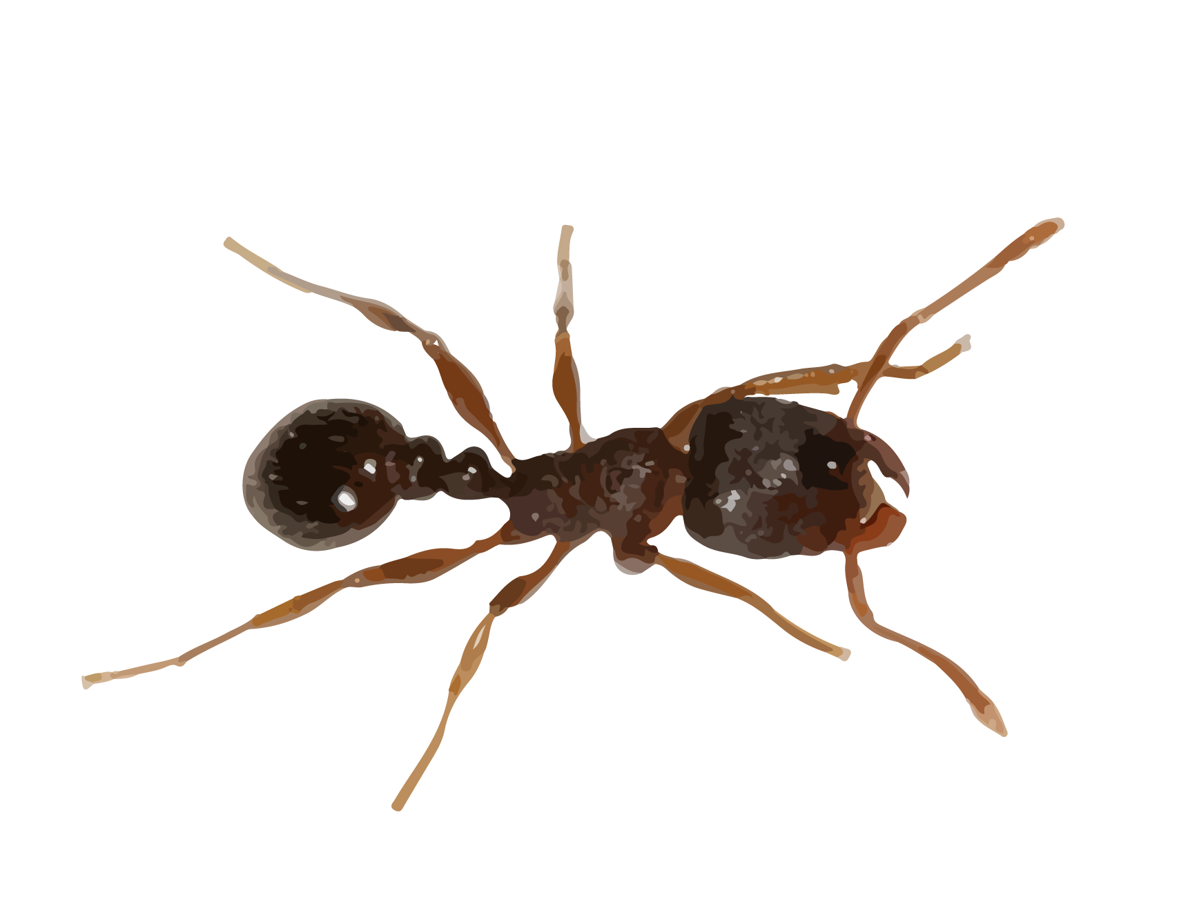 Carpenter Ant Png Image (white, black)