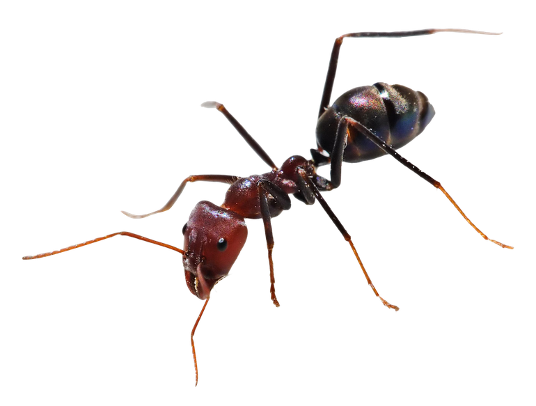 Carpenter Ant Png Isolated Hd (black)