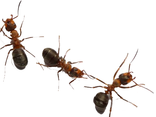 Carpenter Ant Png Isolated Image (black, white)