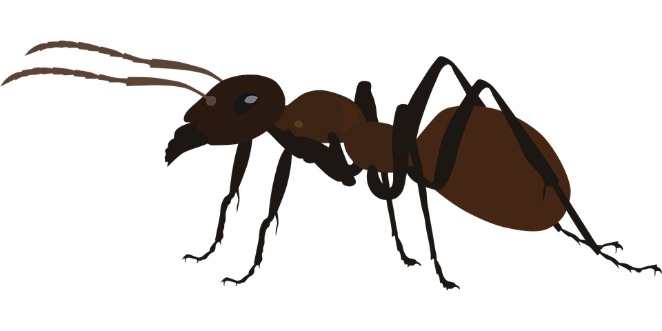 Carpenter Ant Png Isolated Photo (black, maroon)