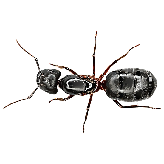 Carpenter Ant Png Isolated Pic (black)