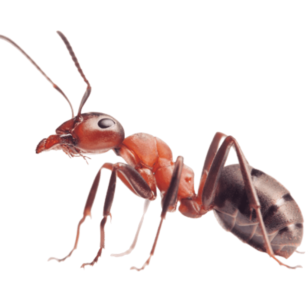 Carpenter Ant Png Pic (gray)