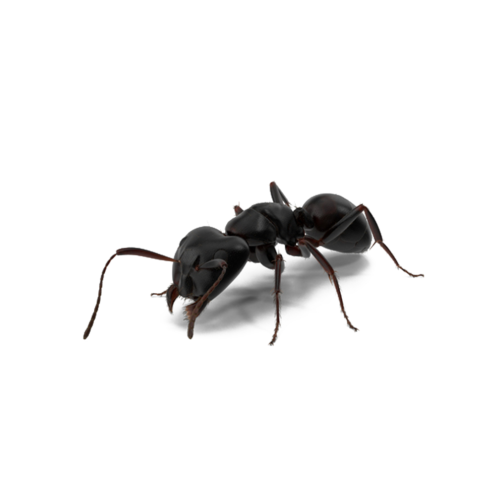 Carpenter Ant Png Picture (black, white, lavender, gray)