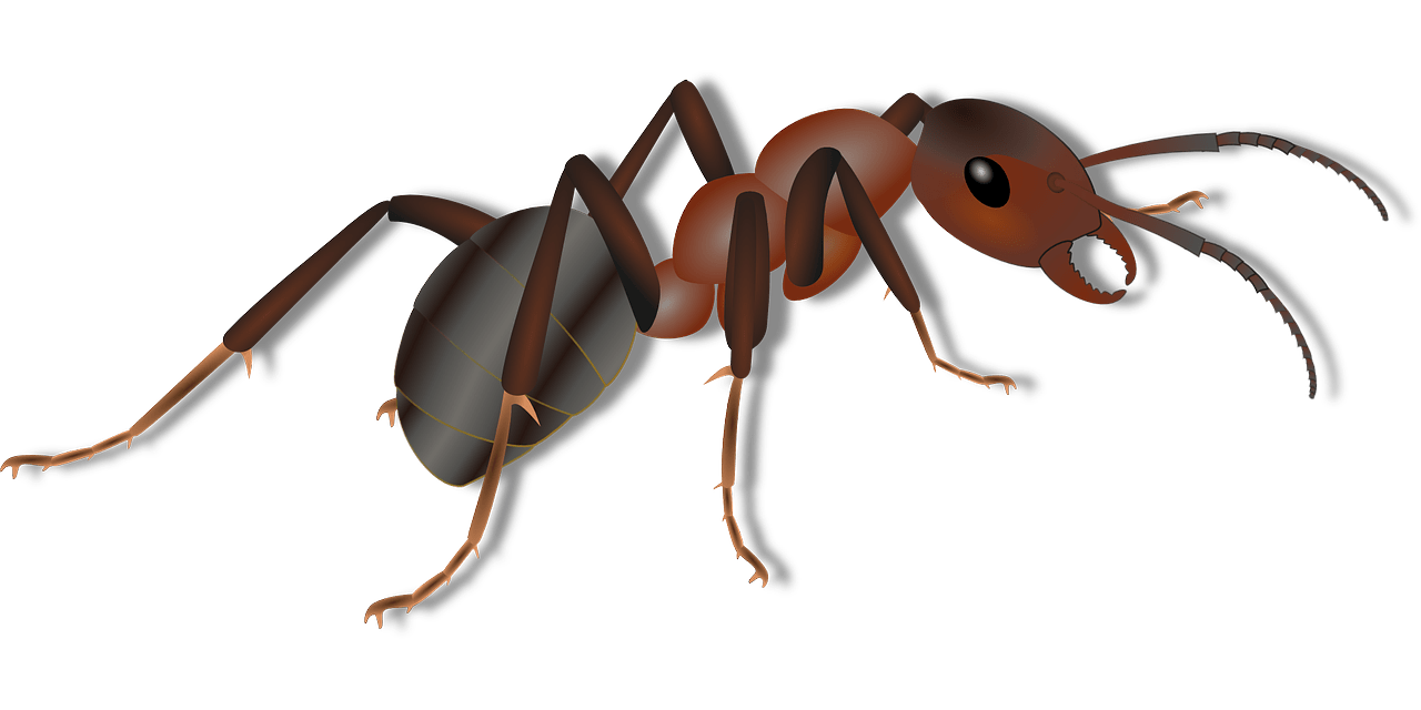 Carpenter Ant Png Transparent (black)