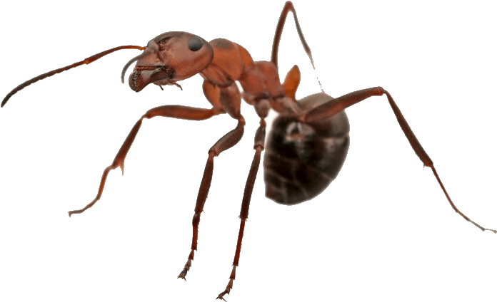 Carpenter Ant Png (black)