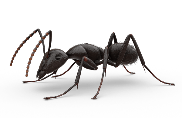 Carpenter Ant Transparent Png (black)